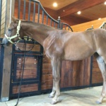 MJS HOT BELLA DAMA - Filly out of MJ Chips and Zips (Owner: Ben Young)